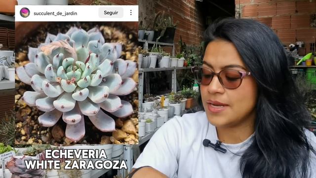 MI COLECCIÓN DE SUCULENTAS: 17 Echeverias identificadas + cuidados 🌱 | Jardines by Angie смотреть онлайн
