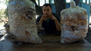 ВЫРАЩИВАНИЕ ГРИБОВ В ДОМАШНИХ УСЛОВИЯХ БЕЗ МИЦЕЛИЯ
