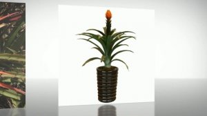 Бромелии (Bromelia)