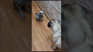 Попугай раговаривает с котом и собакой
