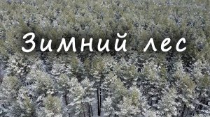ЗИМНИЙ ЛЕС ❄️ / WINTER FOREST ❄️