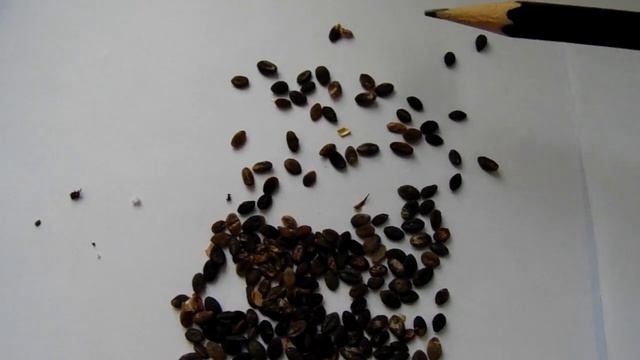 КАК ПРАВИЛЬНО ПОСЕЯТЬ СЕМЕНА ФЛОКСА МЕТЕЛЬЧАТОГО . МНОГОЛЕТНИЕ ЦВЕТЫ ИЗ СЕМЯН .ЧТО ПОСЕЯТЬ ЗИМОЙ . смотреть онлайн