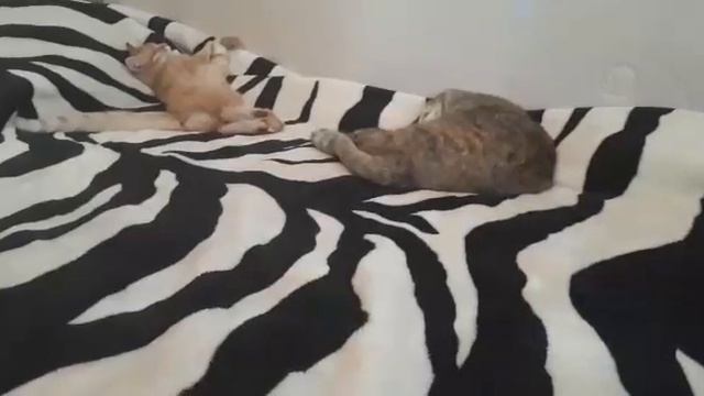 Зачем надо брызгать огурцы раствором зеленки... смотреть онлайн