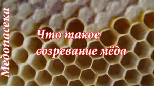 Что такое созревание мёда