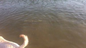 Река ДОН и Река Хопёр. ОТДЫХ С ПАЛАТКАМИ. ЛЕТО 2019