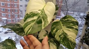 Монстера Альба.