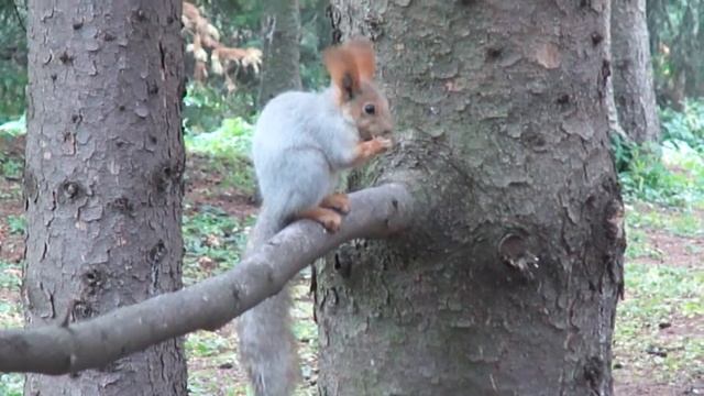 Серая белочка, рыжые ушки 31.10.11 смотреть онлайн
