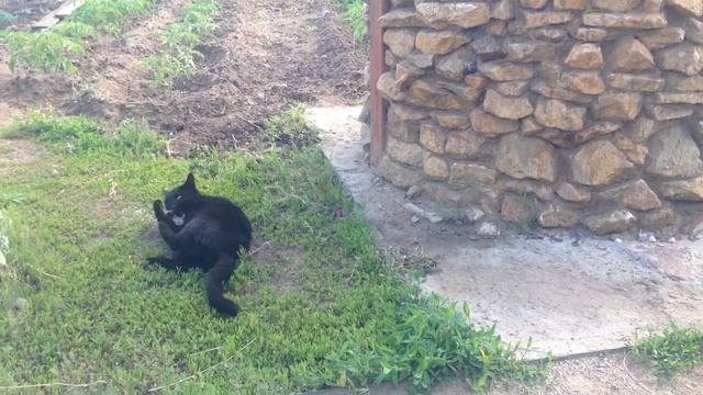 Поймал мыша, ешь не спеша смотреть онлайн