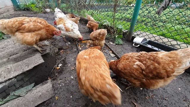 Куры несушки кормление
