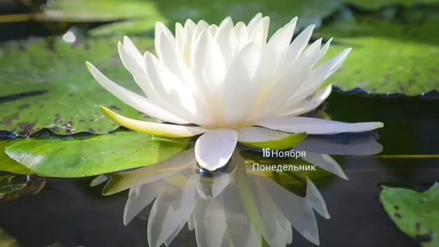 14,15,16,17 Ноября 2020 Суббота-Вторник 14-15 убывающие Лунные сутки. 1-3 растущие Лунные сутки смотреть онлайн