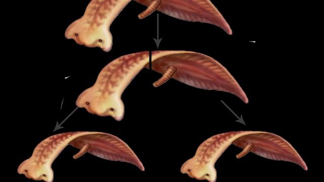 Бесполое размножение Подготовка к ЕГЭ 2024 БИОЛОГИЯ Каждый день смотреть онлайн