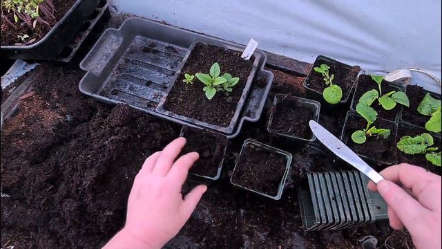 How to grow Veronica flowers from seed part 2