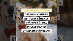 Saiba mais sobre as castrações nos cães.