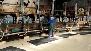 Роботы-дояры на самарских фермах. Агрокурьер