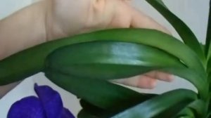 Vanda Pachara Delight\Ванда пачара делайт