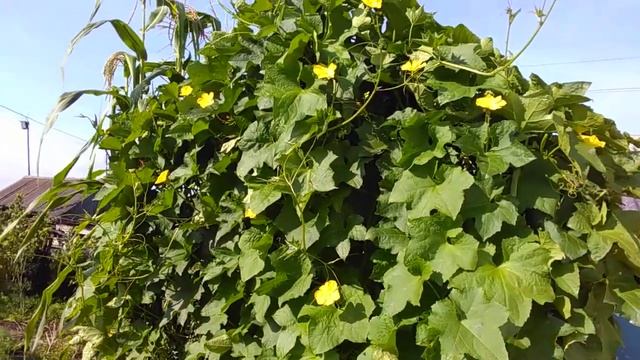 растение Люффа сорт Цилиндрическая, семена фирмы Сады России смотреть онлайн