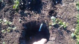 Полив грецкого ореха без хлопот и энергии.