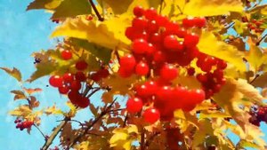 Ягода калина, ягода малина.