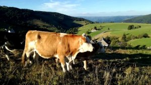 Ночной сенокос в Германии.