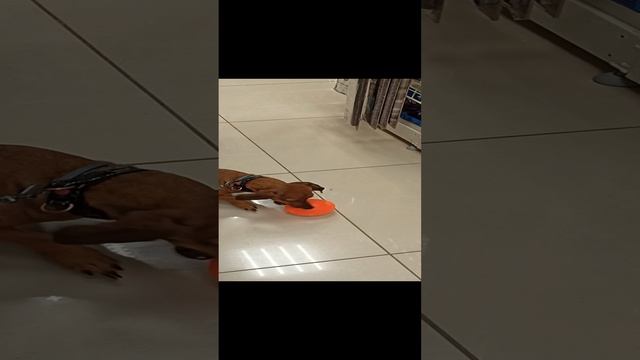 ТАКСА ИРИСКА ПОКУПАЕТ ИГРУШКУ