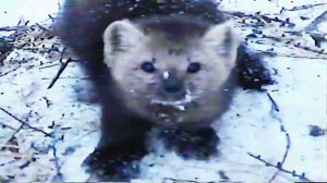 Дядя Толя, фрагменты видеоархива охотника, начало 90-х годов. Оцифровка, звук плохой.