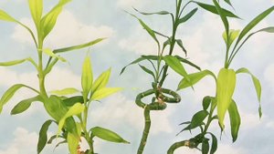 Бамбук ?Драцена Сандера. Бамбук Счастья. Бамбук значение по #феншуй