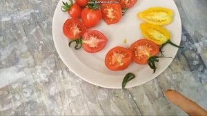 сортовой томат ГИБРИД ТАРАСЕНКО2 обзор