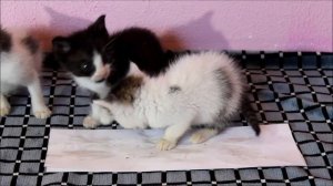 1-ый раз кормим КОТЯТ Вискасом