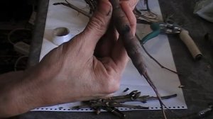 РАЗМНОЖЕНИЕ ДРЕВОВИДНОГО ПИОНА ВЕСНОЙ