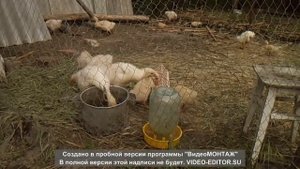 Содержание и кормление гусят разных возрастов.