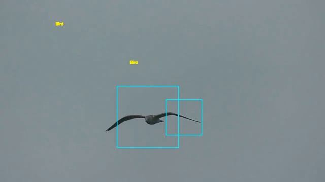 How to Build a Real-Time Bird Detection System with OpenCV