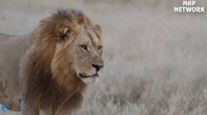 OMG! King Lion destroy Hyena cubs stupid go into his territory! Epic battle of King Lion Vs Hyena