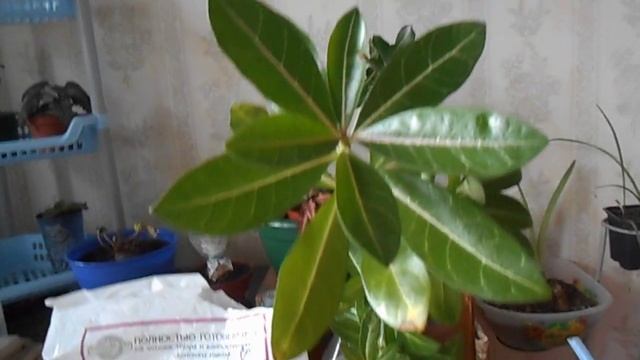 Адениум. Лучшее враг хорошего! смотреть онлайн