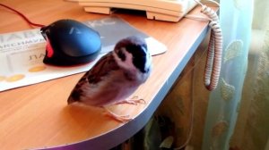 MC AnnA - Всем нужны друзья (воробьиная песенка)