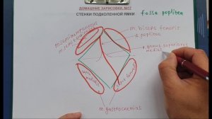 СТЕНКИ ПОДКОЛЕННОЙ ЯМКИ