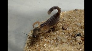 кормление Androctonus gonneti l1 / feeding Androctonus gonneti #скорпион #scorpio