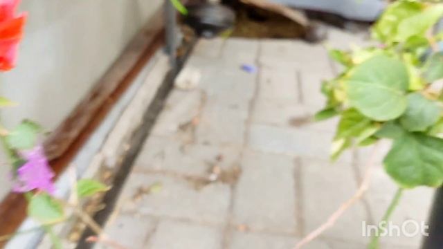 Комнатные растения на улице
