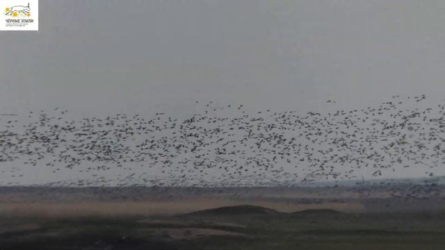 Весенний переполох на озере Маныч-Гудило смотреть онлайн