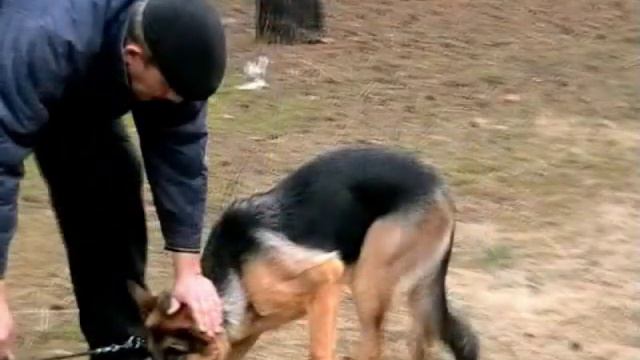 Дрессировка собак. Укладка собаки из движения. смотреть онлайн