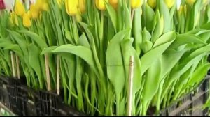 Обзор сортов Strong Gold, Strong Love, Red Gold. Выгонка 2021.