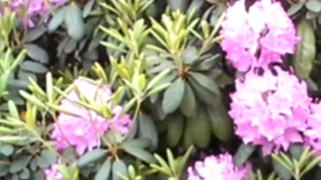 Bush of pink flowers and yellow tips смотреть онлайн