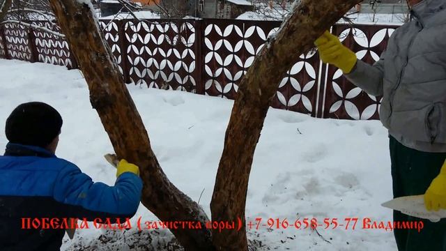 Побелка сада (плодовых деревьев) зачистка коры перед нанесением побелки.