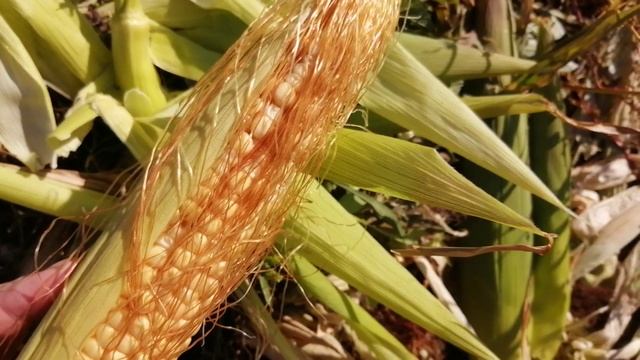 Осенний день. Собираю семена гороха и бобов. Кормление кур кукурузой.