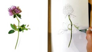 Скетчинг маркерами для начинающих Как нарисовать цветок клевер  Sketching markers