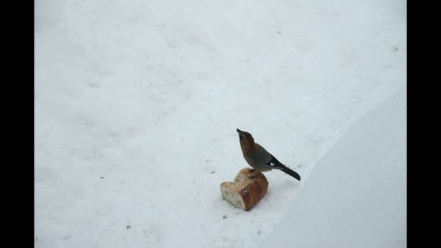 Птицы смотреть онлайн