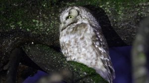 Мохноногий  сыч