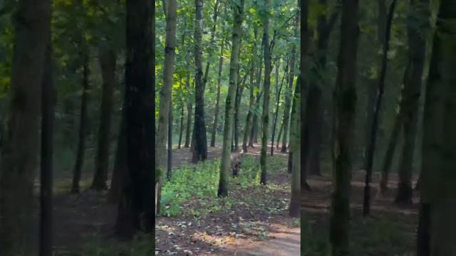 Кабан в подмосковной Балашихе.