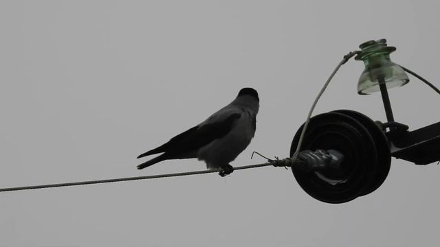 №2728  04 11  2022  Серая ворона смотреть онлайн