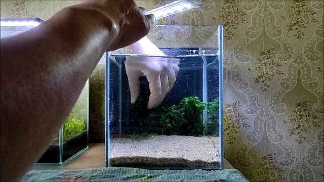 Креветочник 10 литров. Запуск. смотреть онлайн