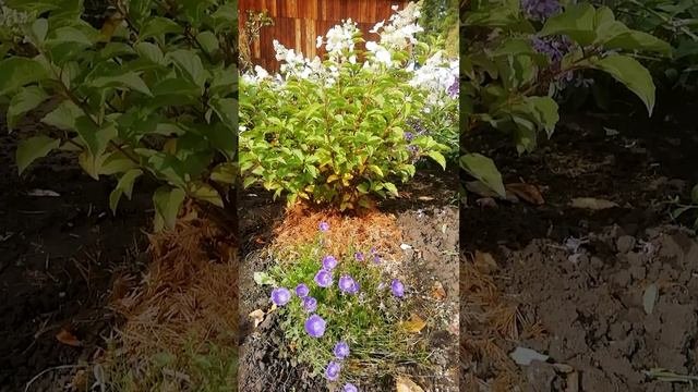 Гортензия  White Lady.?(Hydrangea paniculata White Lady)